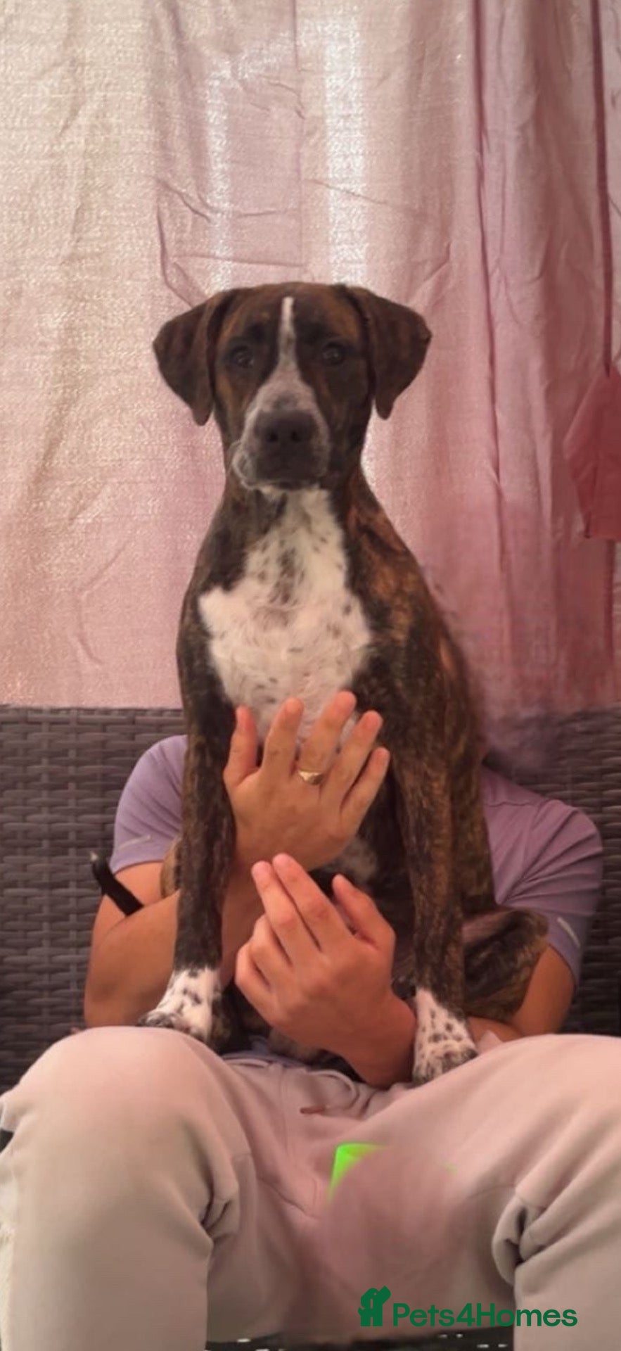Presa Canario dogs 8 month old pup - Advert 4