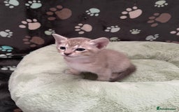Tonkinese cats for sale: GCCF Registered Tonkinese Kittens - Image 4