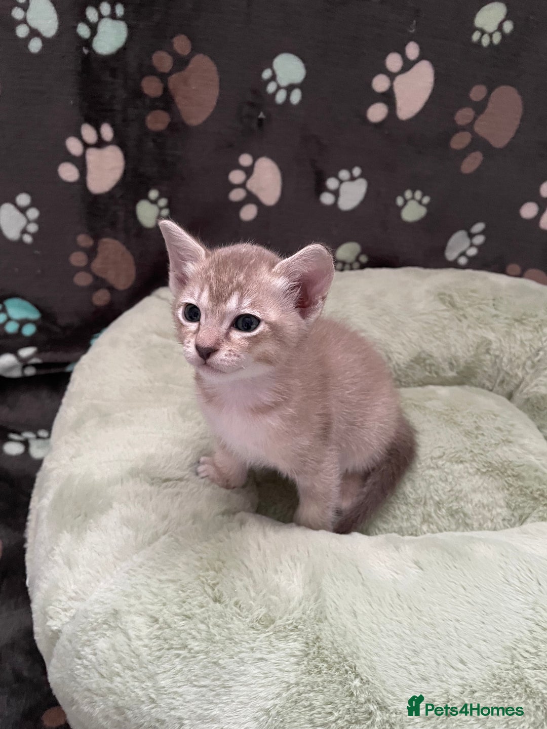 Tonkinese cats for sale: GCCF Registered Tonkinese Kittens - Image 4