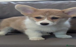 Welsh Corgi Pembroke dogs for sale: Health tested Quality Pembrokeshire Corgie Puppies - Image 11