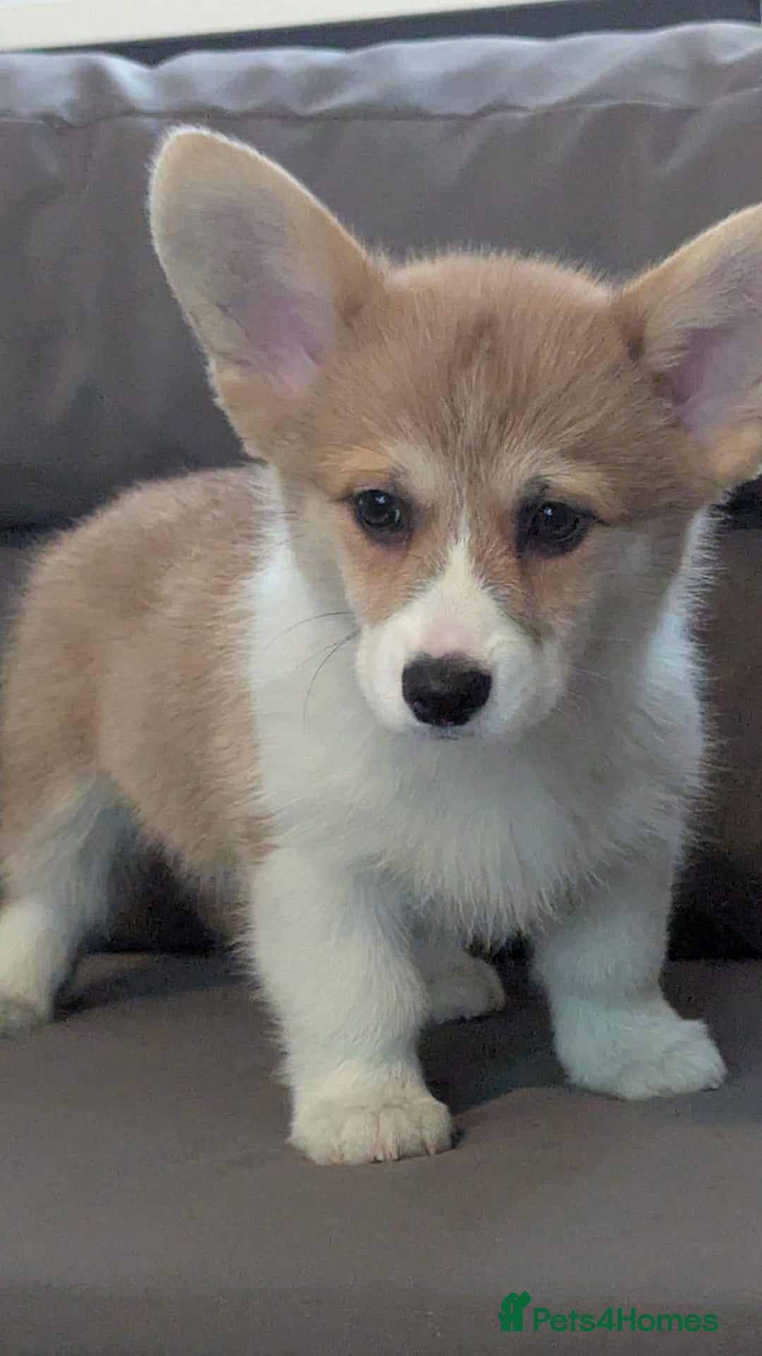 Welsh Corgi Pembroke dogs for sale: Health tested Quality Pembrokeshire Corgie Puppies - Image 11