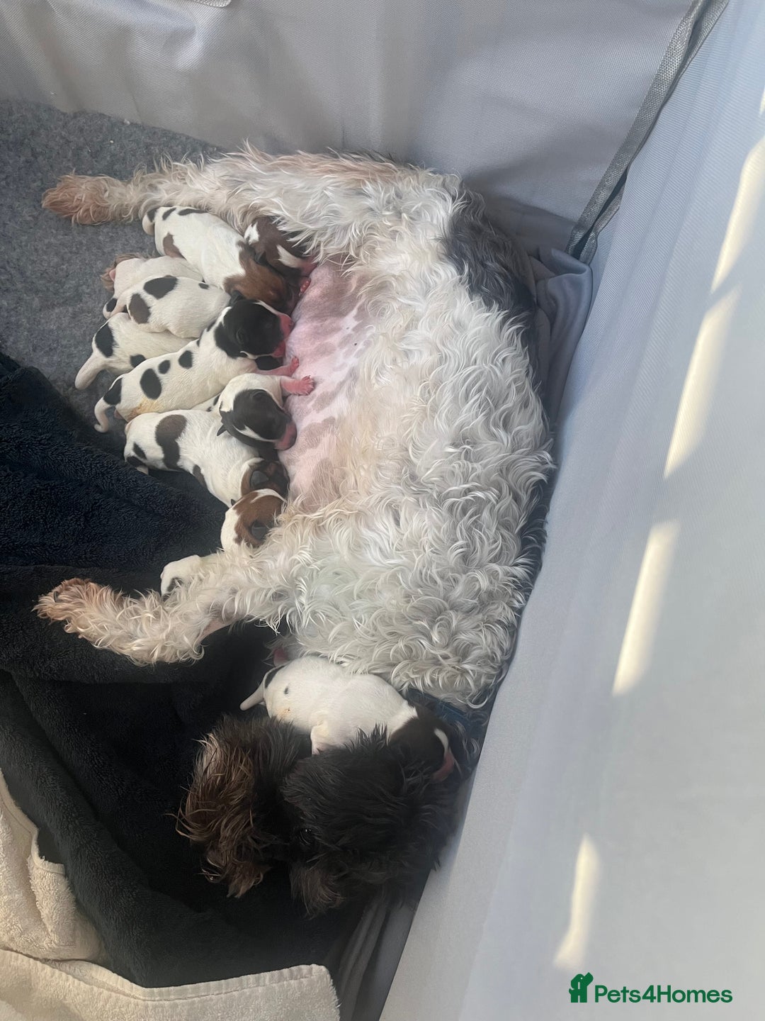 Parson Russell dogs for sale: Parsons Jack Cross Patterdale - Advert 8