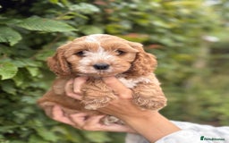 Cockapoo dogs for sale: Adorable F1 Cockapoo puppies - Image 6