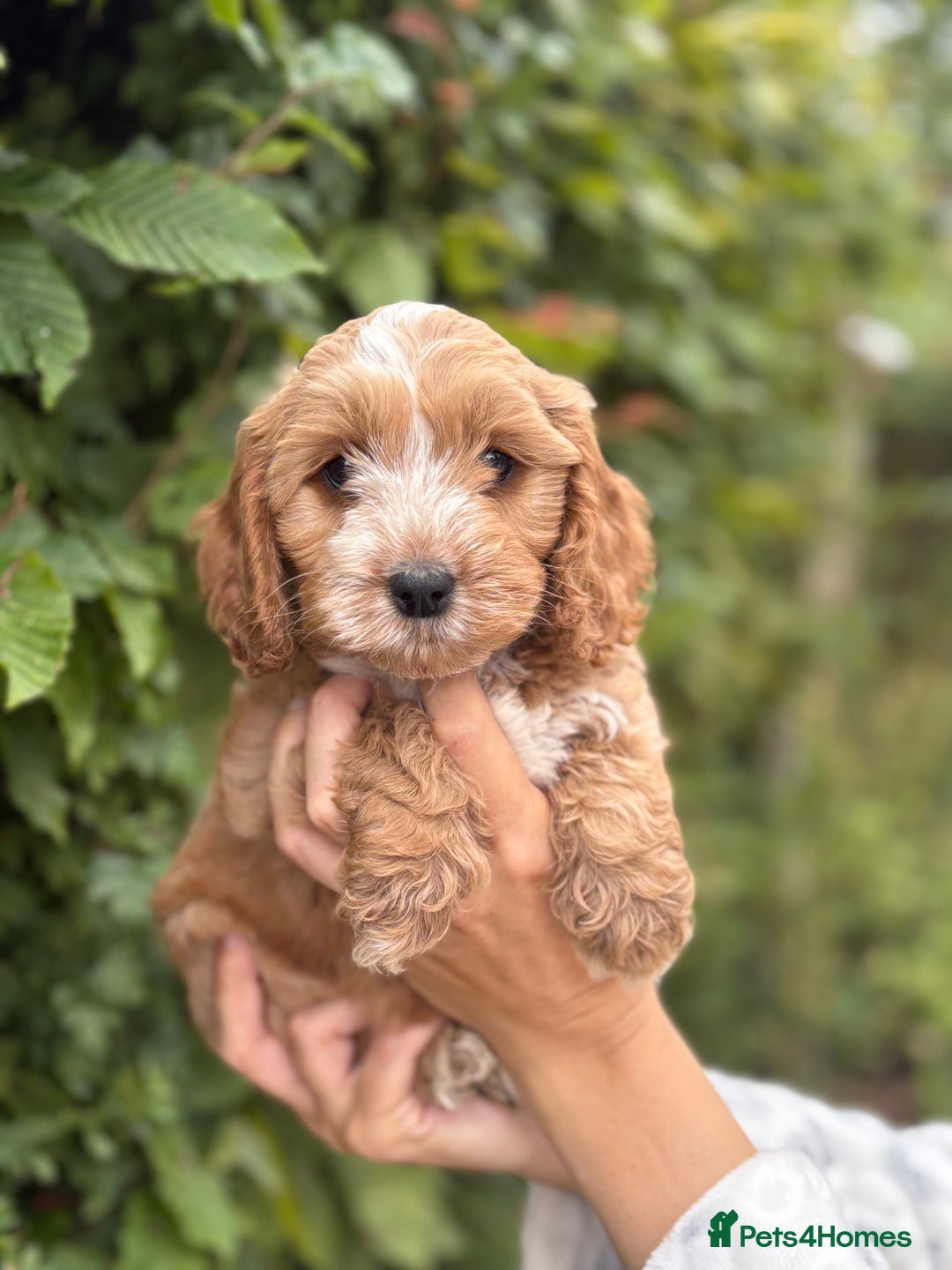Cockapoo dogs for sale: Adorable F1 Cockapoo puppies - Image 6