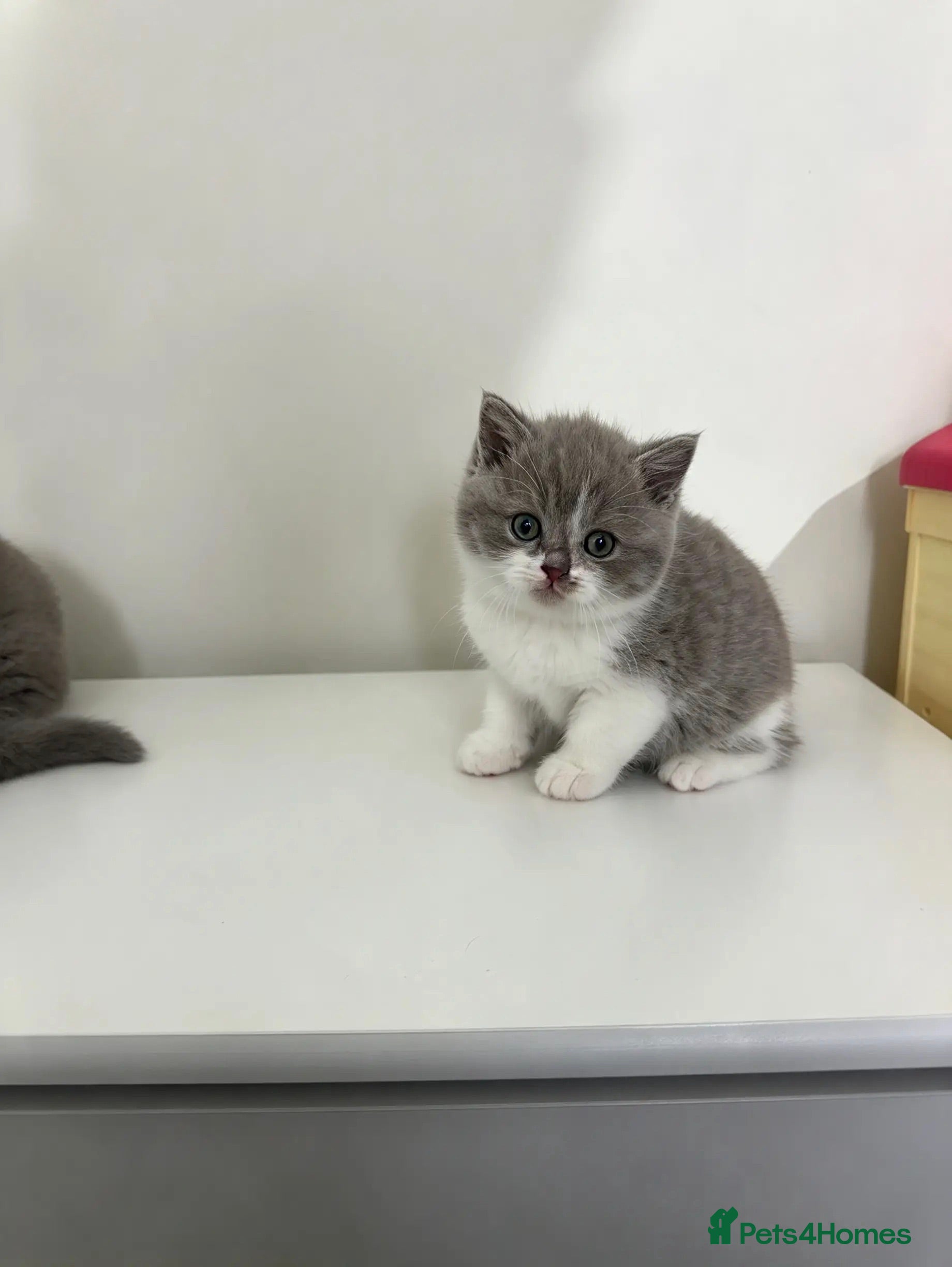 British Shorthair cats British shorthair kittens  - Advert 2