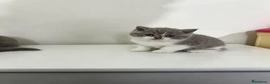 British Shorthair 5