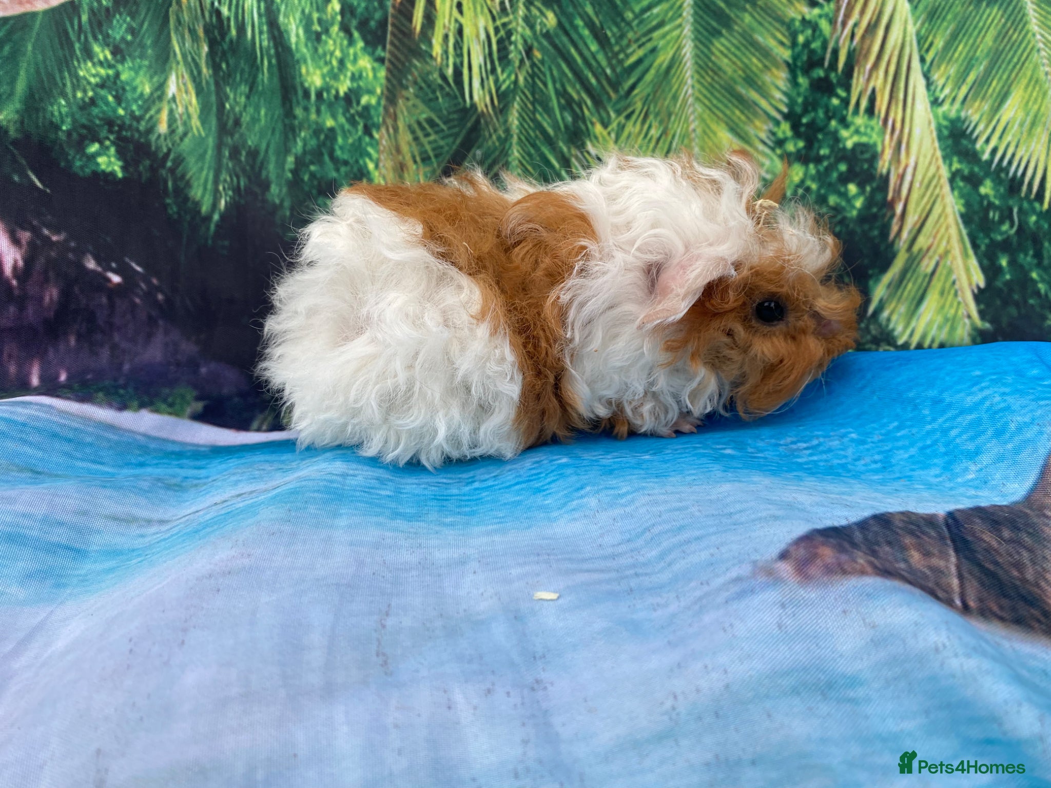 Guinea Pig rodents Lots of Peruvian cross Silkie babies  - Advert 1