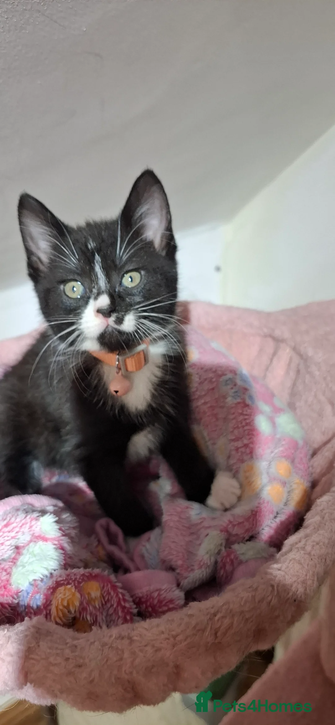 Mixed Breed cats for sale: Kitten girl  - Advert 2