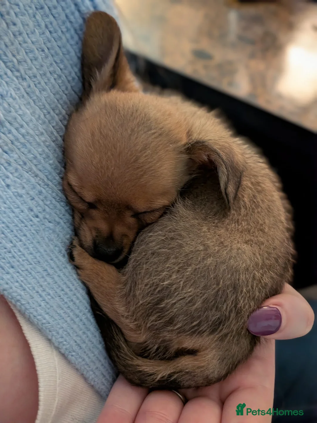 Chiweenie dogs for sale: Two beautiful tiny Chiweenies for sale - Advert 9