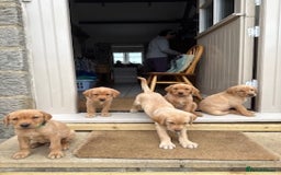 Labrador Retriever dogs for sale: 11 Exceptional Labrador Puppies - Image 12