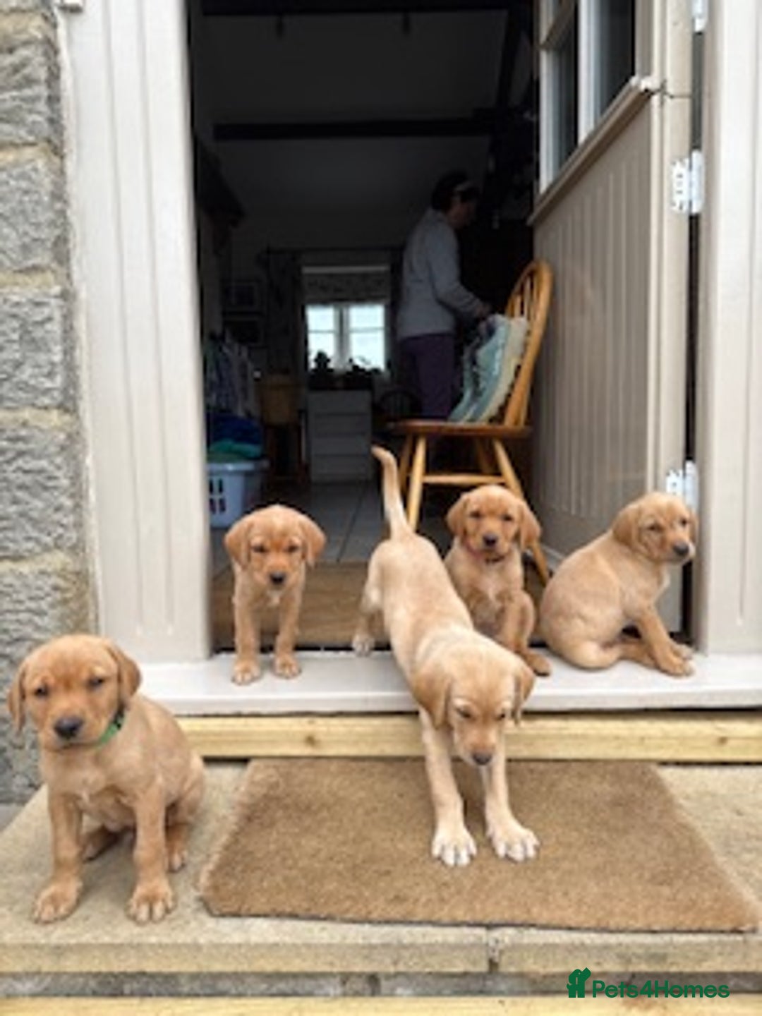 Labrador Retriever dogs for sale: 11 Exceptional Labrador Puppies - Image 12