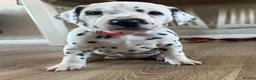 Dalmatian dogs for sale: *1 left please read* Purebred Dalmatian puppies - Advert 22