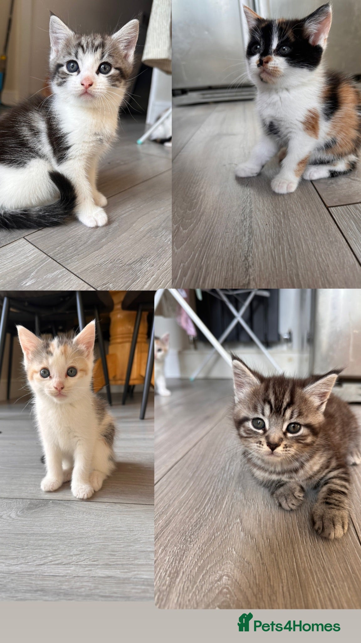 Mixed Breed cats Cute fluffy kittens  - Advert 15