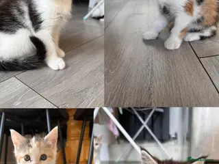 Mixed Breed cats Cute fluffy kittens - Advert 15