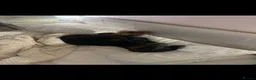 Dobermann dogs for sale: HOME BRED DOBERMAN PUPPIES in Billingshurst - Advert 6
