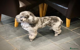 Cavapoo dogs for sale: STUNNING CAVAPOO PUPPIES READY NOW - Image 12