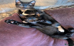 Domestic Shorthair cats for sale: Beautiful domestic short hair kittens for sale  - Image 8
