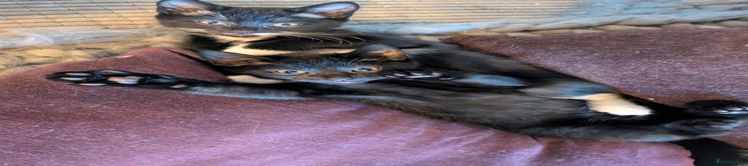 Domestic Shorthair Kitten 3