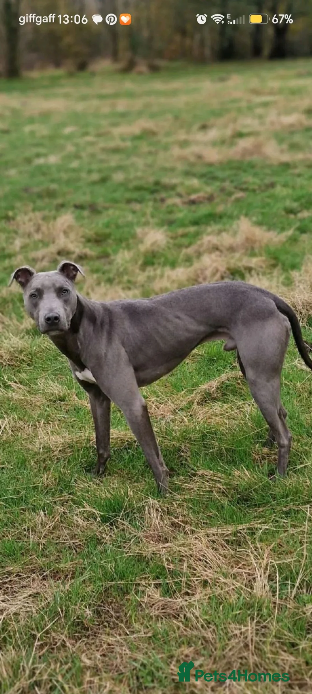 Mixed Breed dogs for sale: Saluki bullcross pup - Advert 2