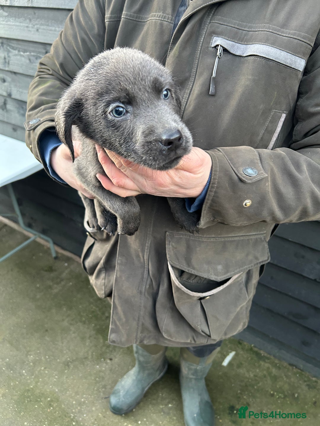 Labrador Retriever dogs for sale: Labrador puppies  - Advert 11