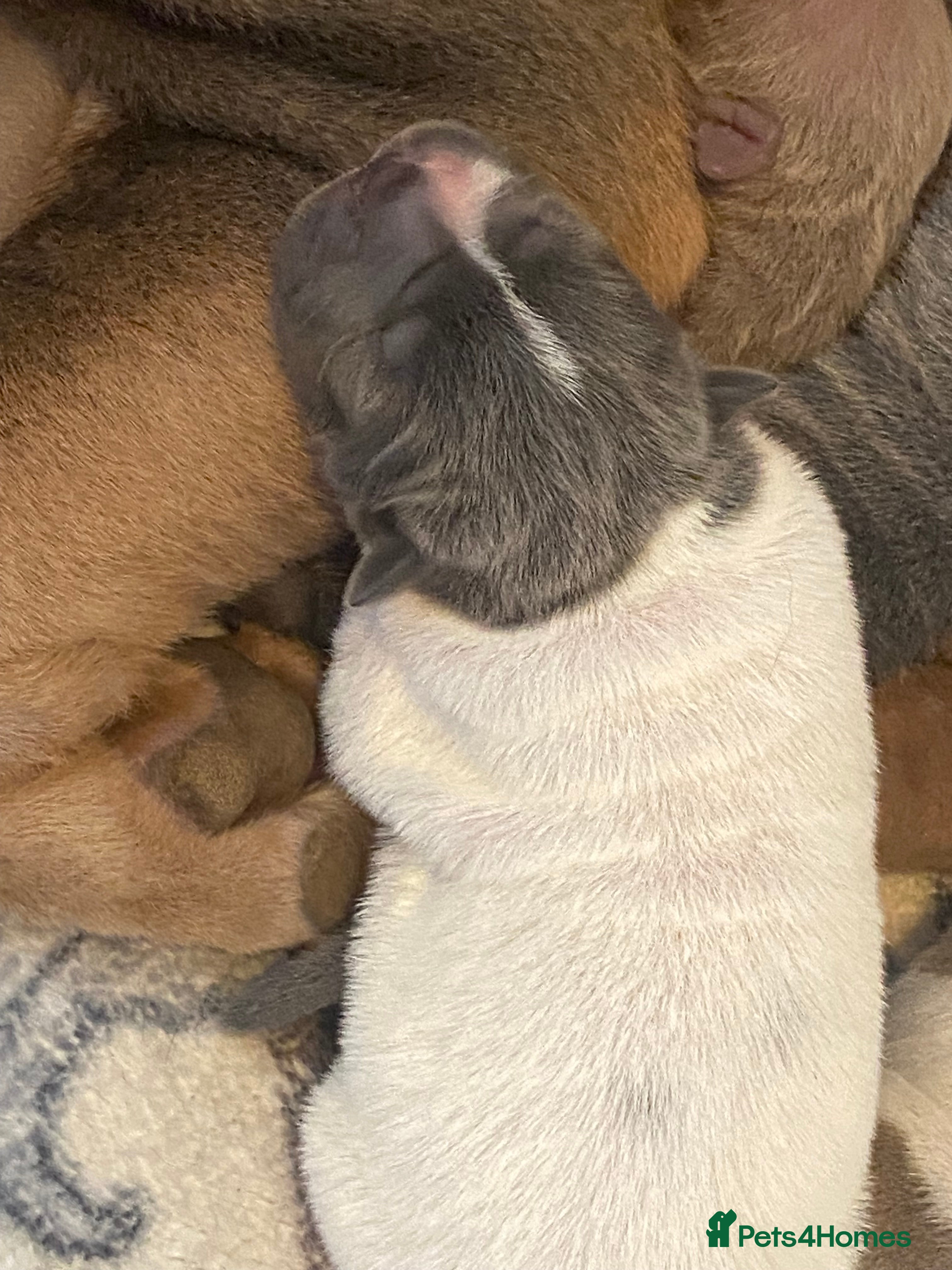 Shar Pei dogs for sale: Beautiful shar pei puppies - Advert 2