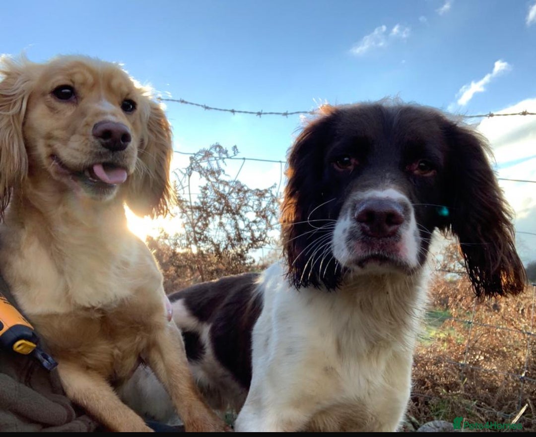 Sprocker dogs for sale: 6 Beautiful Sprocker Spaniels with KC reg parents  - Advert 12