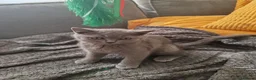 British Shorthair cats for sale: British shorthair  - Advert 5