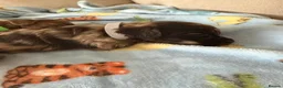 Toy Poodle dogs for sale: Toy Poodle Puppies  - Advert 10