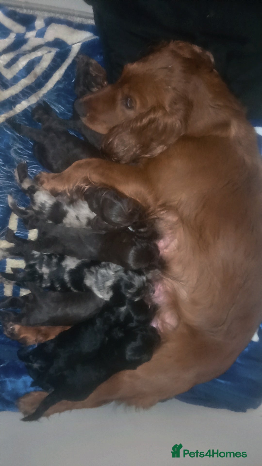 Cocker Spaniel dogs for sale: 8 stunning cocker spaniel puppies - Advert 8