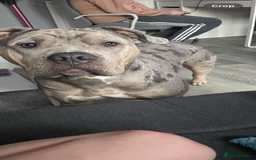 Mixed Breed dogs for sale: Bulldog - Image 4