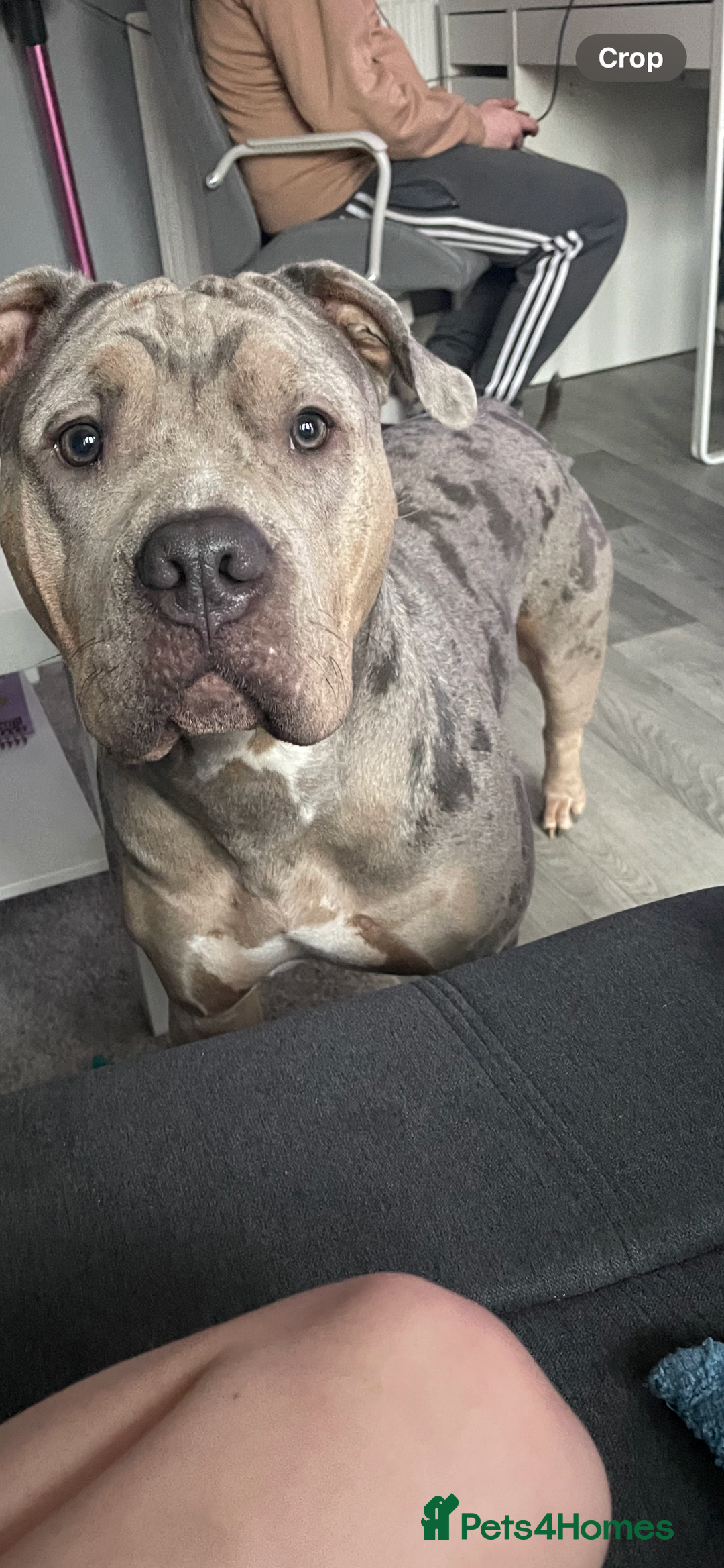 Mixed Breed dogs for sale: Bulldog - Image 4