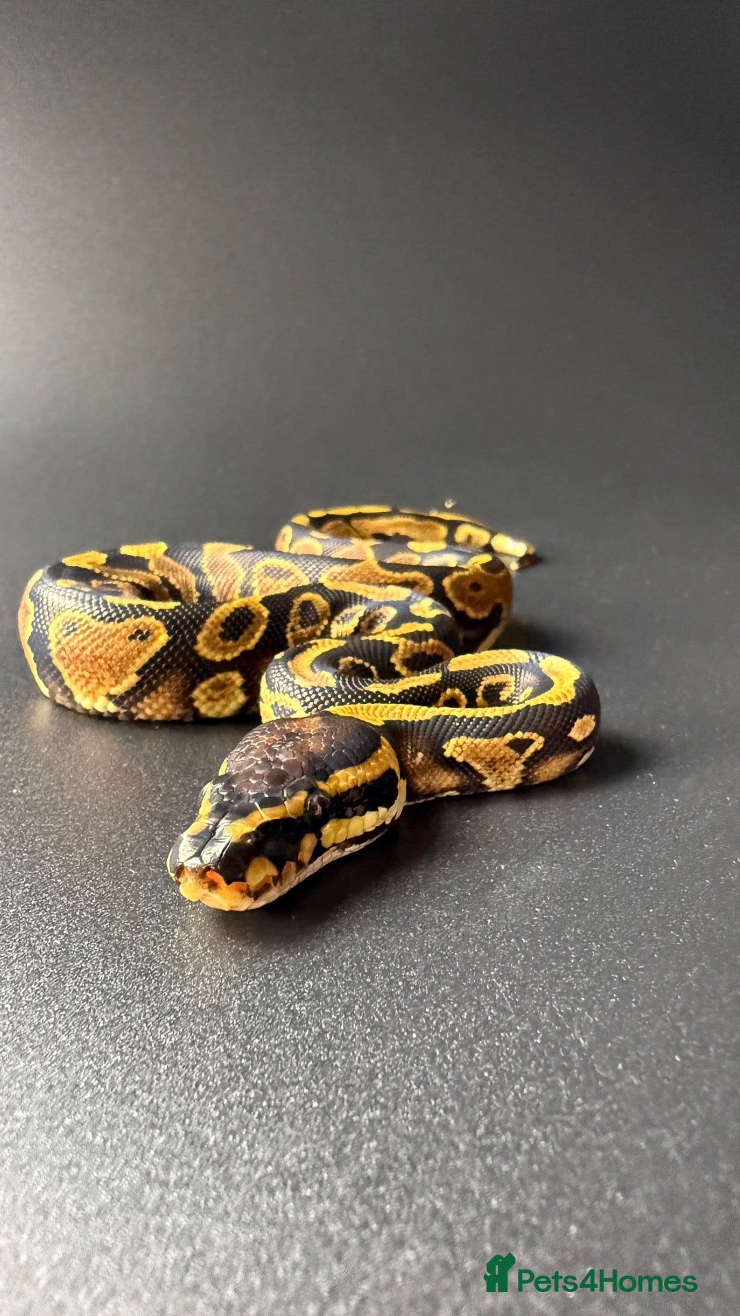 Python Snake reptiles Yellowbelly-het Pied Male - Advert 5
