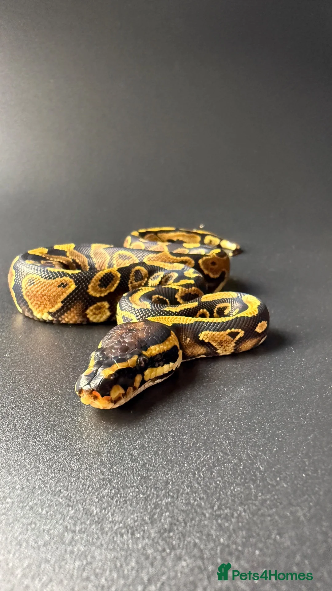 Python Snake reptiles for sale: Yellowbelly-het Pied Male - Advert 2