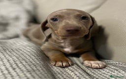 Dachshund dogs for sale: Dachshund mini puppies  - Image 3