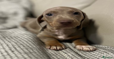 Dachshund dogs - Advert 2