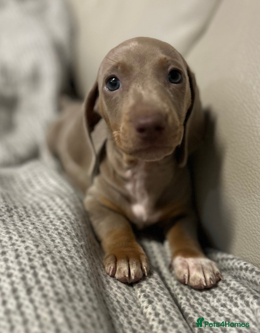 Dachshund dogs for sale: Dachshund mini puppies  - Image 3