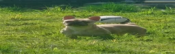 French Bulldog dogs for sale: French bulldog puppies looking for forever home - Advert 3