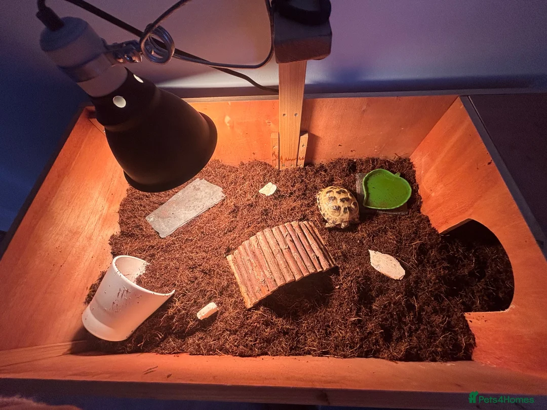 Tortoise reptiles for sale: Horsefield tortoise complete with home in Peterborough - Advert 10