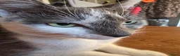 Mixed Breed cats for sale: Beautiful kittens for sale  - Advert 12