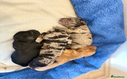 Cockapoo dogs for sale: Cockapoo litter  - Image 8