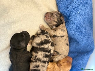 Cockapoo dogs Cockapoo litter - Advert 17