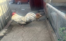 Chickens poultry for sale: Poultry for sale  in Chelmsford - Image 1