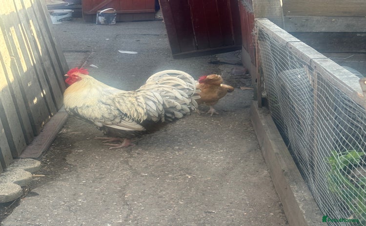 Chickens poultry in Chelmsford - Advert 10