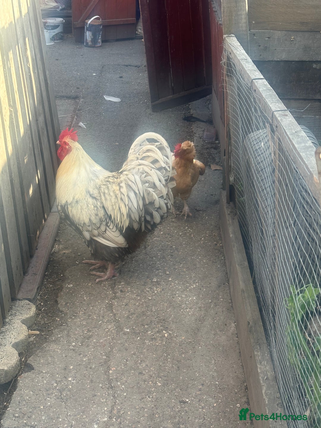 Chickens poultry for sale: Poultry for sale  in Chelmsford - Image 1