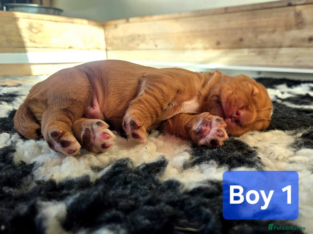 Cocker Spaniel dogs for sale: Stunning KC reg red working cocker pups - Advert 34