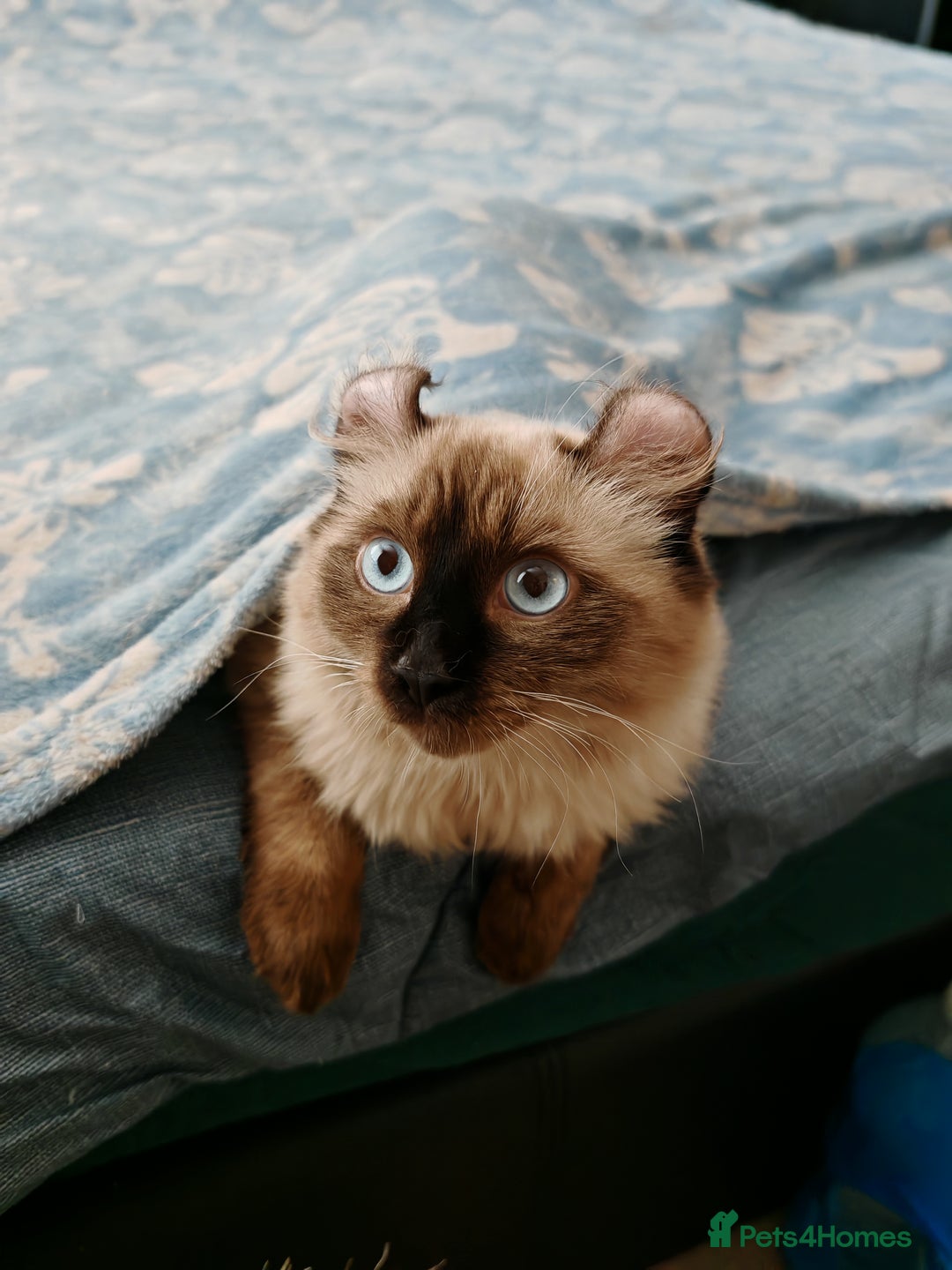 American Curl cats for sale: Two very rare and wonderful kittens for sale - Image 10