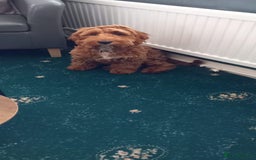 Cockapoo dogs for sale: Loving 1 year old boy (buddy) - Image 3