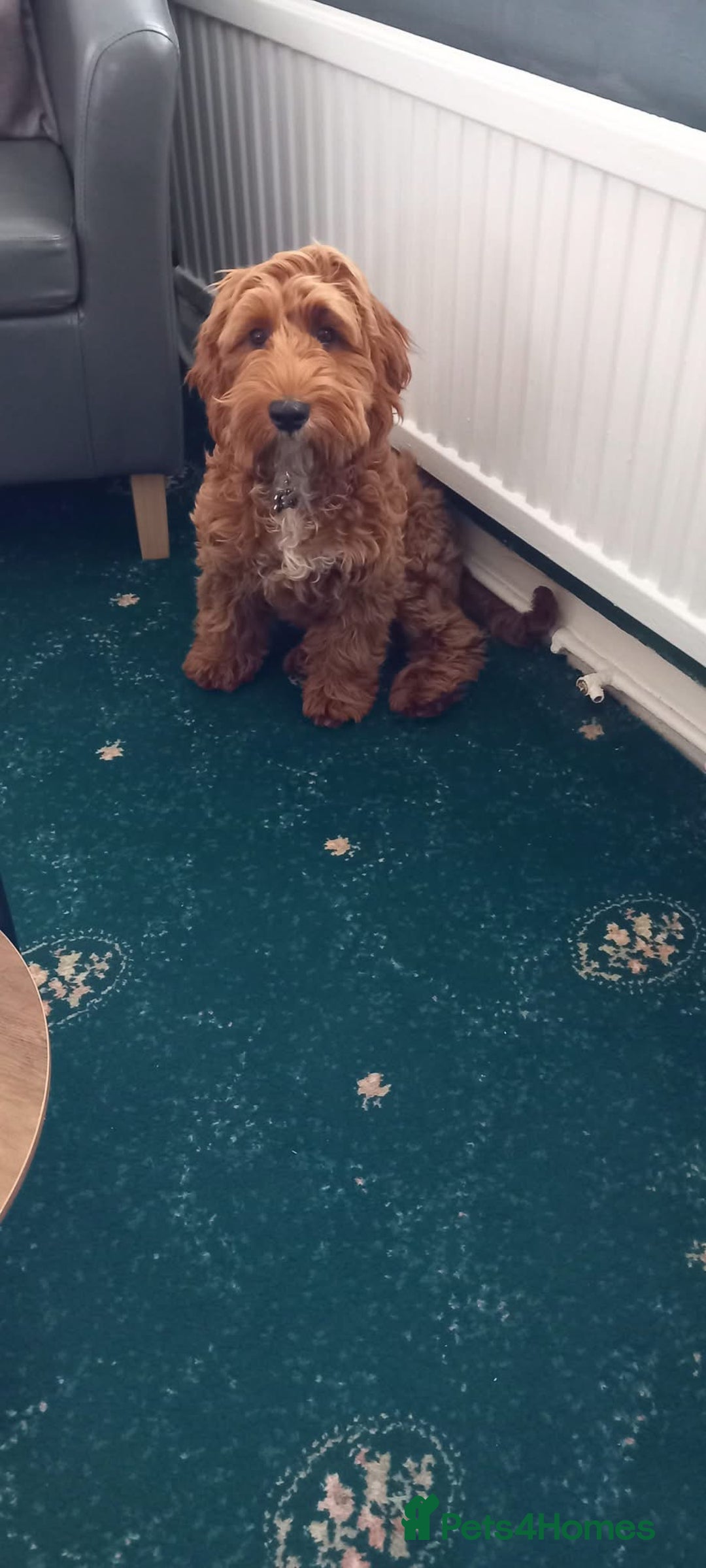 Cockapoo dogs for sale: Loving 1 year old boy (buddy) - Image 3