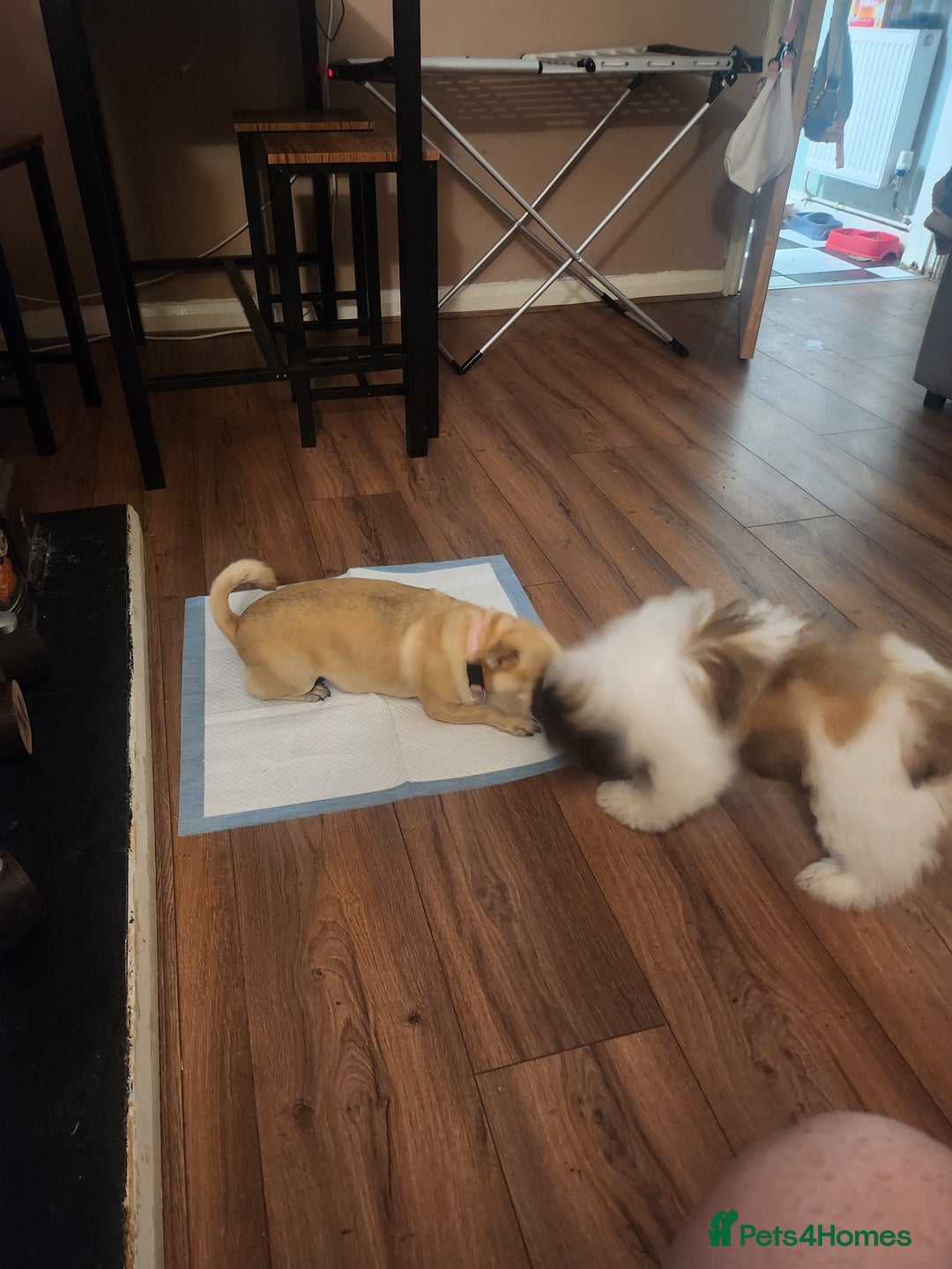 Shih Tzu dogs for sale: Shitzu for sale.3 months old. - Image 8