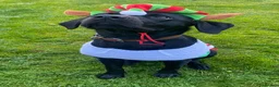 Labrador Retriever dogs for stud: Black Labrador Stud in Denbigh - Advert 6